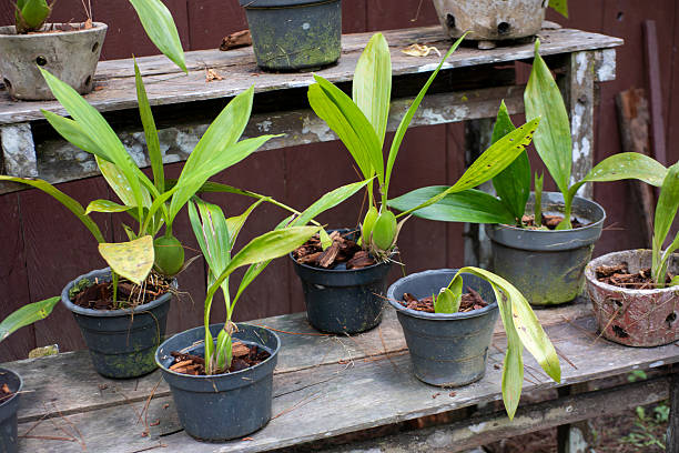 istock Young Orchid Plants in Black Plastic Pots on a Wooden Bench 2253676492