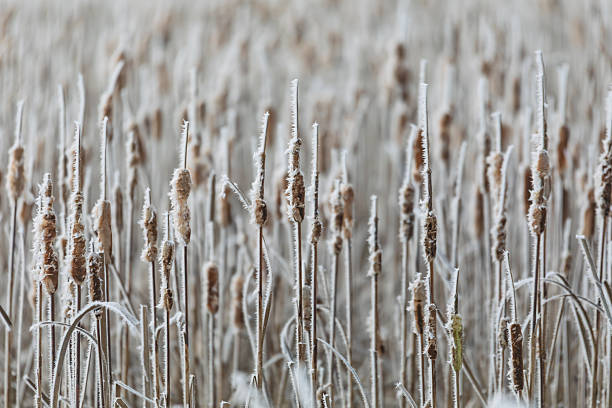 Cattails covered in frost morning in the marsh. This image showcases Typha latifolia, commonly known as cattails, in a frost-covered Midwest wetland landscape. Czech Republic