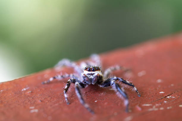 istock Macro Shot of a Hairy Jumping Spider on a Brown Surface 2253676590