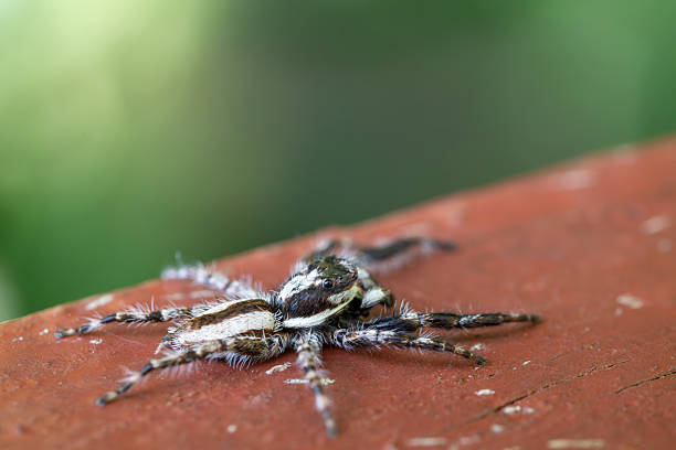 Side View Macro of a Hairy Jumping Spider Crawling on Wood Surface