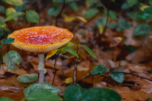 A striking orange mushroom stands proudly on a forest floor blanketed with colorful fallen leaves. Surrounding greenery accentuates its vivid color, creating a serene autumn atmosphere.