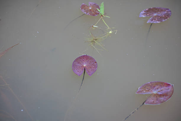 Purple Lily Pad Leaf Floating on Murky Water Surface in a Pond