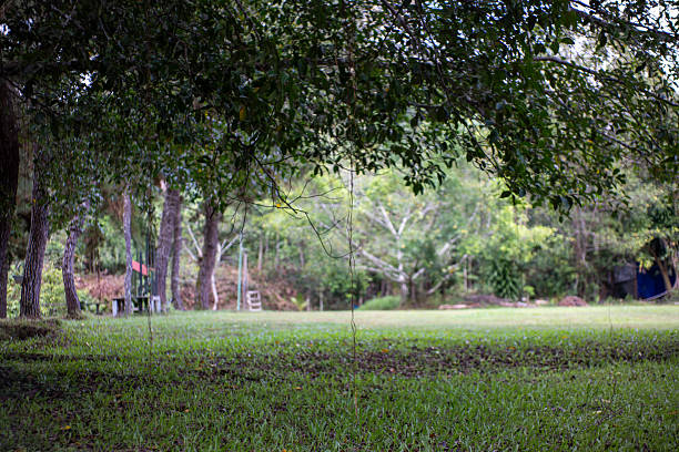 Shady Banyan Tree Canopy Over Green Grass Field in Tropical Park