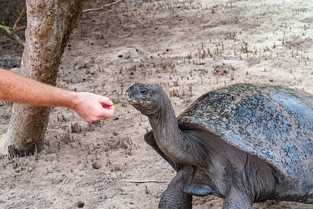 istock Tortoise  Aldabra on the Curieuse island on Seychelles 2253676685