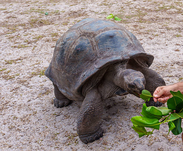 istock Tortoise  Aldabra on the Curieuse island on Seychelles 2253676725