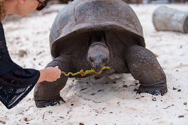 istock Tortoise  Aldabra on the Curieuse island on Seychelles 2253676869