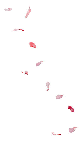 istock Pink flower petals drifting diagonal trail 3D render 2253679963