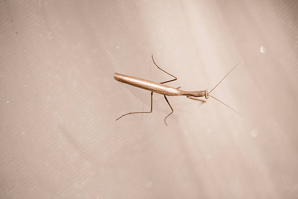 Praying mantis - black background