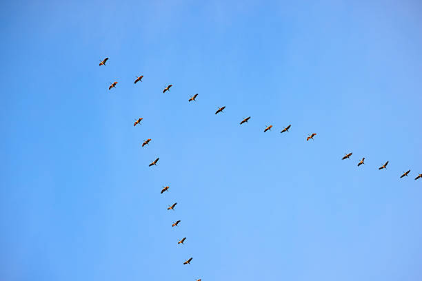 A flock of migratory cranes flies in a V-formation against a blue sky. The cranes fly in a key formation.