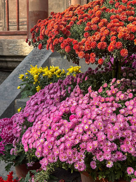 istock Colorful Chrysanthemum Display Along Stone Wall 2253682929