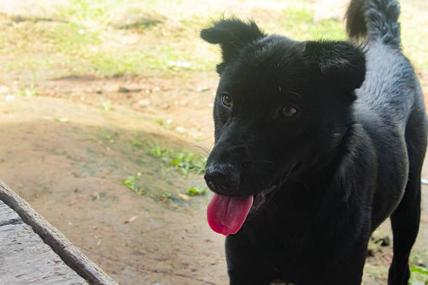 portrait of a black dog