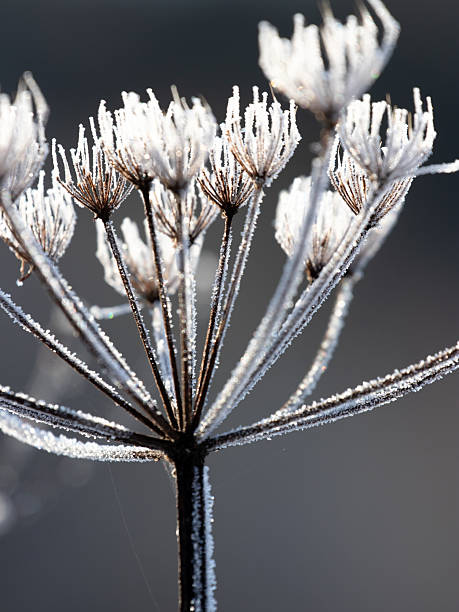 Frosty Seed head