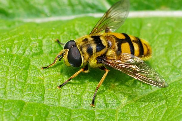 istock Detailed closeup on a Deadhead hoverfly , Myathropa florea with open wings on a green leaf 2253687417