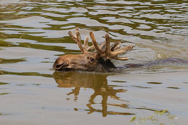 Captured in a medium shot, a moose enjoys a swim in a murky river on a sunny day. The animal's antlers are visible above the water, and a reflection of the moose can be seen beneath it.