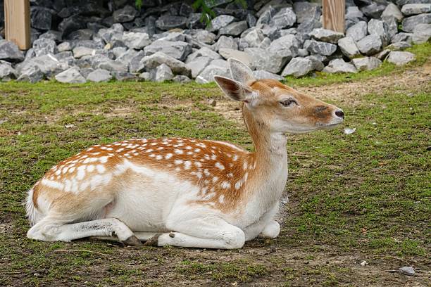 A beautiful fawn lies gracefully on the green grass, basking in tranquility. The deer's spotted coat contrasts with the lush grass and the grey stone background. A serene wildlife scene.