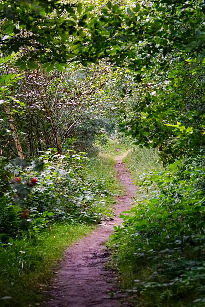 This image shows a narrow, winding dirt path in a lush, vibrant green forest. The canopy overhead creates a natural tunnel, with dense foliage lining both sides, suggesting a hidden, tranquil escape into nature.