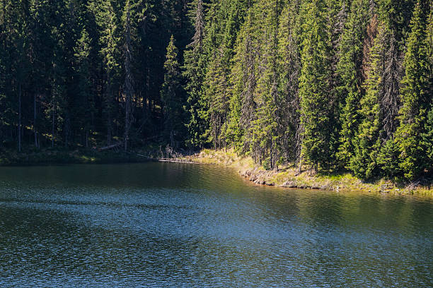 Fir forest near the mountain lake