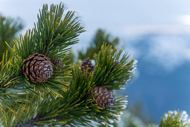 Festive frame made of glittering particles and fir tree branch with spruce cones. Toned in blue. Can be used as some holiday winter (Christmas) background or border (frame).