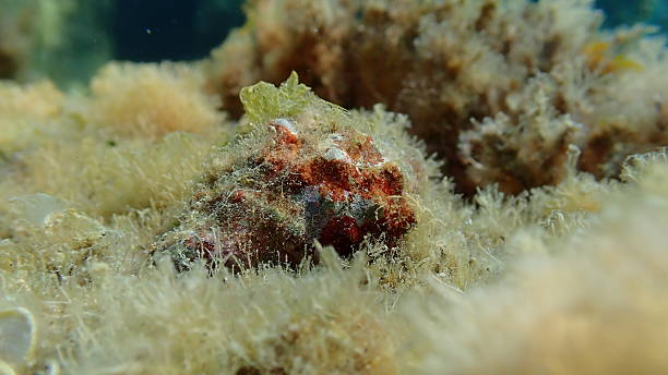 istock Southern oyster drill or Redmouthed rocksnail (Stramonita haemastoma) 2253687856