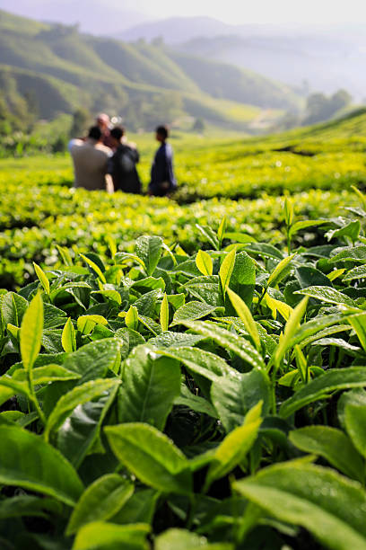 Dew-covered Tea Leaves on a Tea Plantation in Morning Light, Cameron Highlands, Malaysia