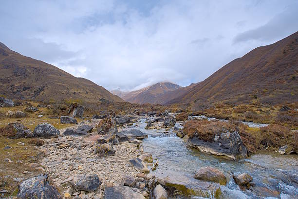 Part of Jomolhari trekking route from Thangthangkha to Jomolhari base camp, hikers will hike along through a dark yellow grassland along the gushing Paro river. Taken during Autumn in October.