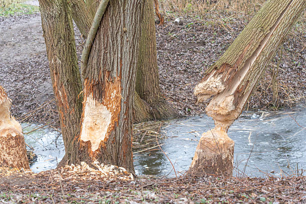 Multiple trees show fresh beaver damage along a frozen stream bank. Wide view of extensive wildlife activity shaping the winter landscape.