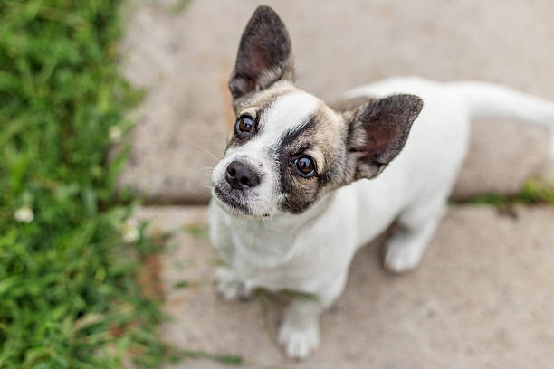 istock Cute small dog looking up from sidewalk 2253690925