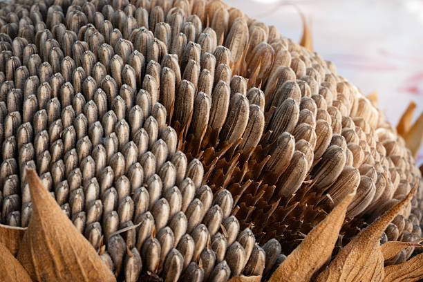 Close-up view capturing the intricate fractal spiral pattern of mature sunflower seeds neatly arranged on a sunflower head, emphasizing abundance, nature's design, and healthy natural agriculture