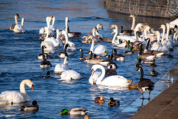 Mute Swans, Canada Geese and Black-headed Gulls on the river Trent in Nottingham, UK.