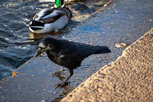A close-up view of a Carrion Crow on the Victoria Embankment in Nottingham, UK.