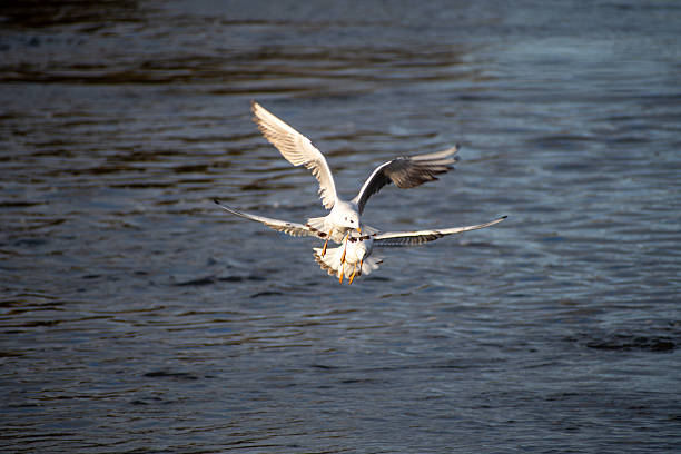 A pair of Black-headed Gulls in flight over the river Trent in Nottingham, UK.