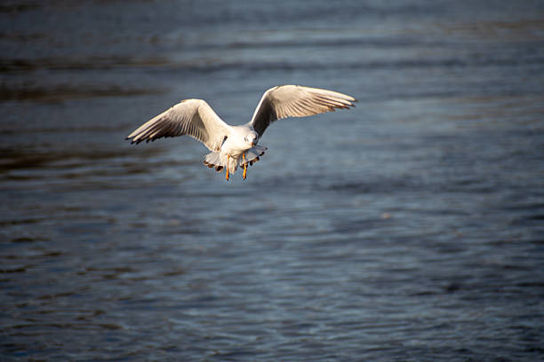 A pair of Black-headed Gulls in flight over the river Trent in Nottingham, UK.