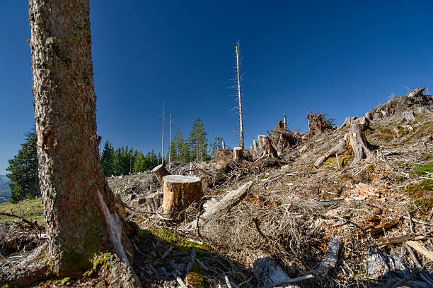 istock Deforested mountain slope in Tyrol, Austria, with extensive clear-cutting due to spruce bark beetle infestation and climate change impacts. Rows of logged trees and stumps visible on the hilly terrain. 2253692138