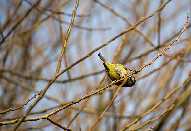 An Eurasian Blue Tit perched on a tree branch in Nottingham, UK.