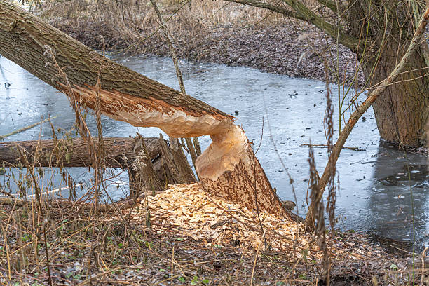 Beaver-chewed tree leaning over a frozen stream with fresh wood chips below. Clear evidence of beaver activity in a winter wetland habitat.
