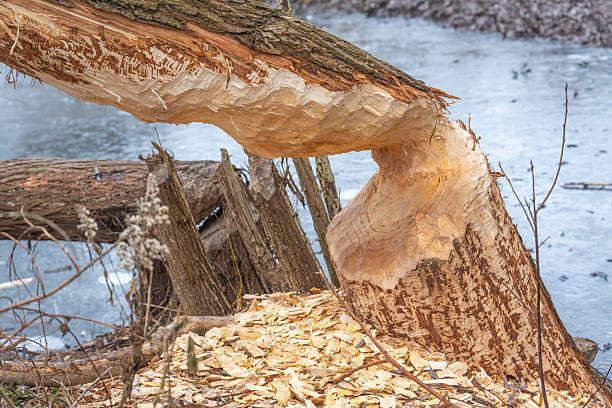 istock Beaver-chewed tree trunk with curved bite marks beside icy water. 2253693997