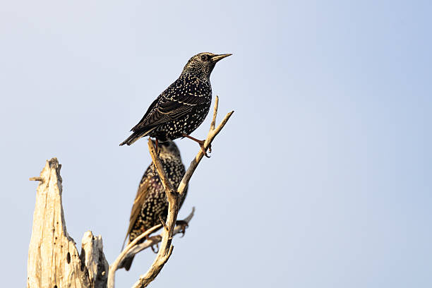 European Starlings (Sturnus vulgaris) resting on a tree branch at Akrotiri, Limassol, captured in their natural coastal habitat in Cyprus.