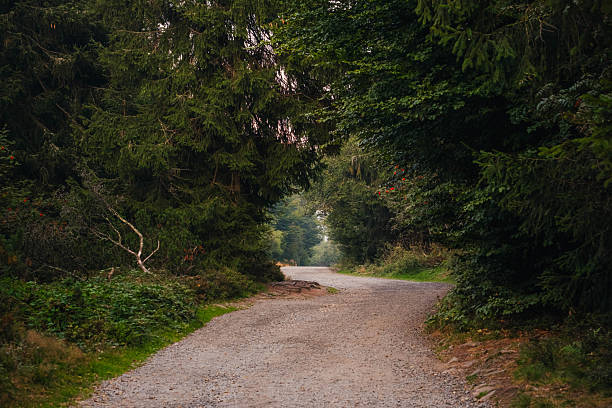 Secluded Forest Path Descends Between Pines Into Dim Canopy, Soft Moss Underfoot, Cool Damp Air, Intimate