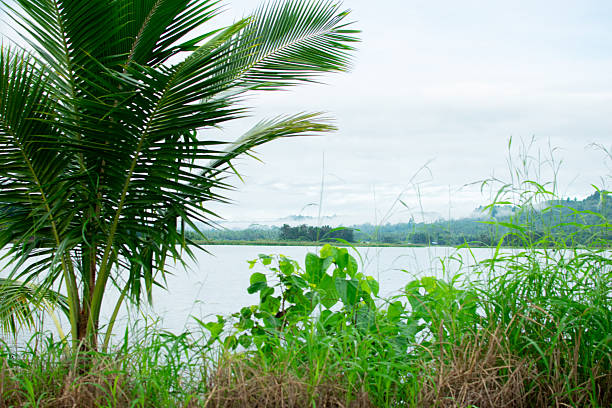 Brazilian Atlantic Forest