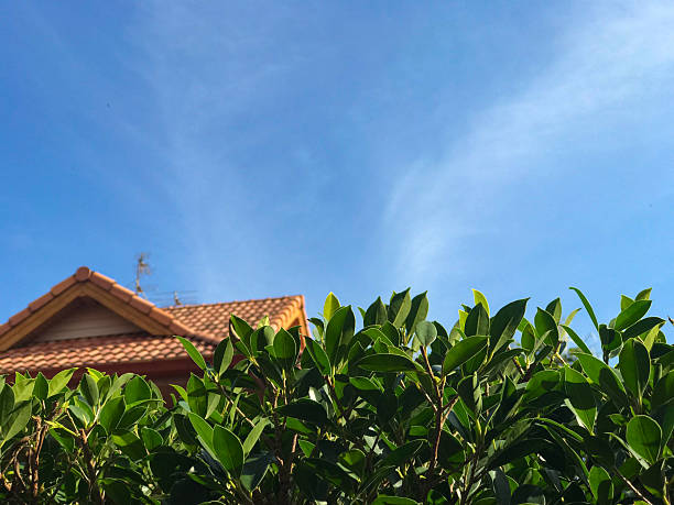 Bushes and a house under a blue sky.
