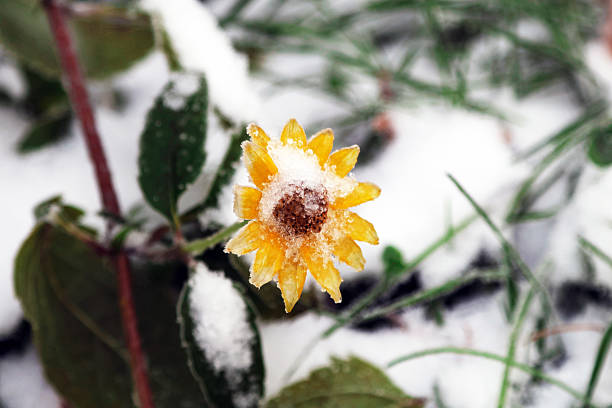 The flowers were covered with a layer of ice crystals