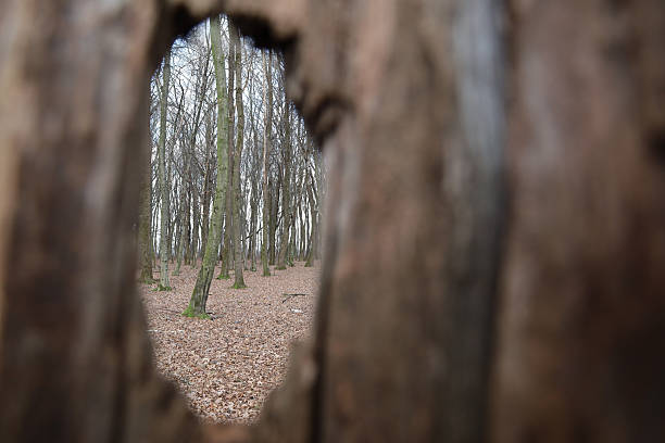 A mysterious view of a dense autumn forest opens through an uneven hole in an old tree trunk, creating a natural frame.