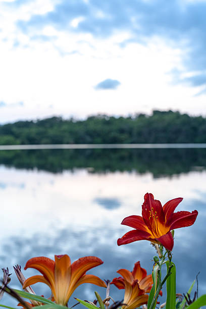 Beautiful red flowers in front of a lake