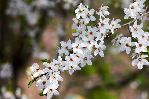 istock Spring cherry twigs with blooming white flowers Background with blooming flowers on a spring day. Beautiful cherry color close-up. 2253706317