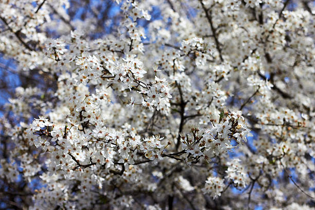 istock Spring cherry twigs with blooming white flowers against blue sky. Background with blooming flowers on a spring day. Beautiful cherry color close-up. 2253706341