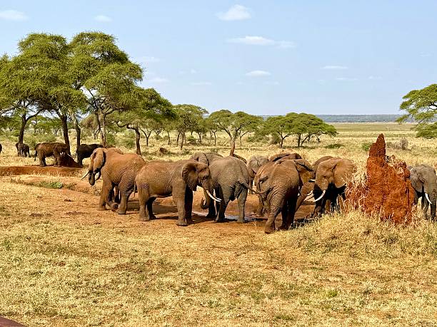 istock Elephant herd, Tarangire National Park 2253708095