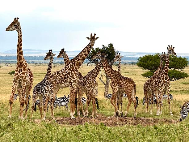 istock Giraffes and Zebras in Mara Triangle 2253708110