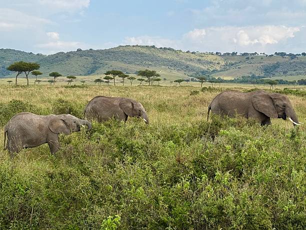 istock Elephants , Masai Mara National park. 2253708112