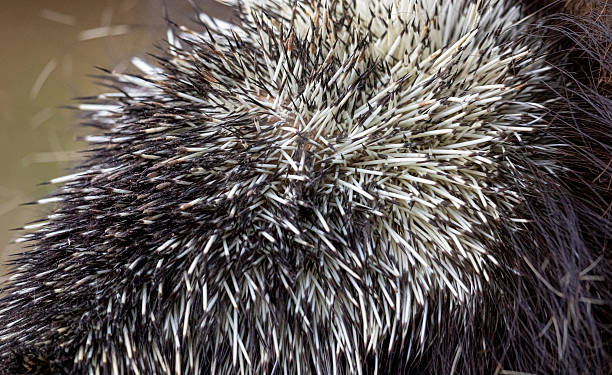 istock Porcupine Quills 2253712604