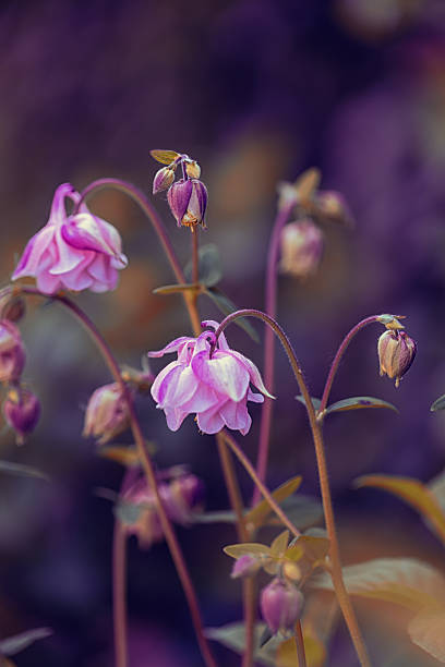 Blooming common columbine flowers (Aquilegia vulgaris) in a spring garden, natural floral wallpaper or background with a floral motif